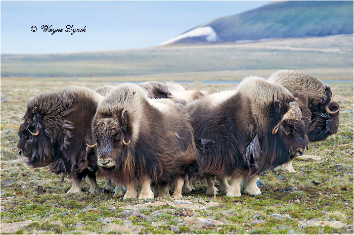 Muskoxen Herd Defense Formation 151 by Dr. Wayne Lynch &copy;